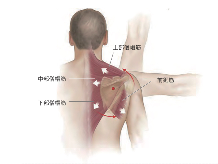 肩甲骨の上方回旋に関与する筋肉(僧帽筋上部・中部・下部、前鋸筋)の図解